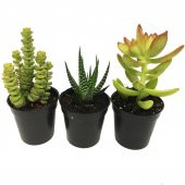 CRASSULA PARA AĞACI SETİ 3 ADET BİTKİ - 1