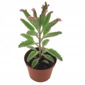 AŞKIN GÖZ YAŞLARI ORTA BOY 8.5 CM SAKSI YENİ SERİ SUKULENT - 1