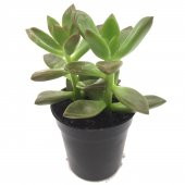 SEDUM MUMBASA SUKULENT YÜKSEK KALİTE - 1