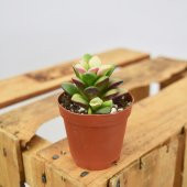 ANACAMPSEROS RUFESCENS SUKULENT thumbnail 1