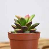 ANACAMPSEROS RUFESCENS SUKULENT thumbnail 2