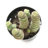 CRASSULA BABYNECKLACE SUKULENT thumbnail 1