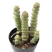 CRASSULA BABYNECKLACE SUKULENT thumbnail 2