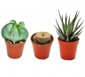KAKTÜS SUKULENT NADİR TÜRLER SETİ SPARTAN thumbnail 1