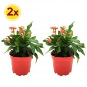 EUPHORBİA MİLİİ DİKENLER TACI PEMBE ÇİÇEK 2 ADET - 1