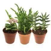 KAKTÜS SETİ BABYLON - 1