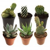 KAKTÜS SETİ GERMESA - 1