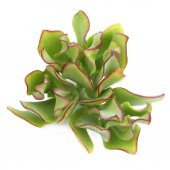 CRASSULA MESEMBRYANTHOİDES SİİDE SUKULENT - 1