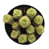 LEVANT CRASSULA JADE NECKLACE SUKULENT thumbnail 2