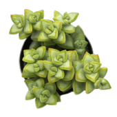 CRASSULA RUPESTRİS ROSARY VİNE SUKULENT - 1