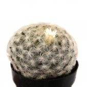 MAMİLLARİA PLUMOSA FEATHER KAKTÜS thumbnail 1