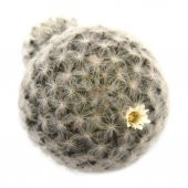 MAMİLLARİA PLUMOSA FEATHER KAKTÜS thumbnail 2