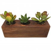 KAKTÜS SUKULENT ARANJMANI AHŞAP 3 ADET BİTKİLİ-06 - 1