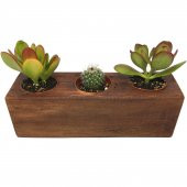 KAKTÜS SUKULENT ARANJMANI AHŞAP 3 ADET BİTKİLİ-08 - 2