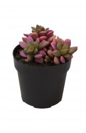Anacampseros telephiastrum Variegata Sunrise Sukulent - 1