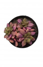 Anacampseros telephiastrum Variegata Sunrise Sukulent - 2