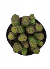 Crassula Baby’s Necklace Sukulent thumbnail 1
