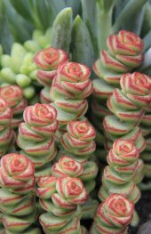 Crassula Baby’s Necklace Sukulent thumbnail 2