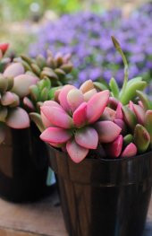 Anacampseros telephiastrum Variegata Sunrise Sukulent - 4