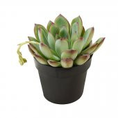 Echeveria pulidonis - 1