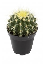 Echinocactus grusonii Golden Barrel Kaktüs - 1