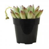 Echeveria pulidonis - 2
