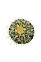 Echinocactus grusonii Golden Barrel Kaktüs - 2