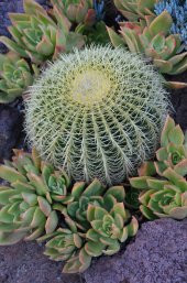 Echinocactus grusonii Golden Barrel Kaktüs - 4