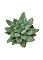 Pachyveria Glauca Little Jewel Sukulent - 1