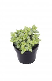 Crassula Rupestris Sukulent thumbnail 1