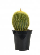 Notocactus leninghausii Golden Ball Kaktüs thumbnail 3