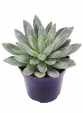 Pachyveria Glauca Little Jewel Sukulent - 2