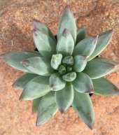 Pachyveria Glauca Little Jewel Sukulent - 3