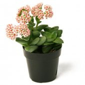 Crassula Springtime Sukulent thumbnail 1