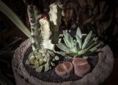 Pachyveria Glauca Little Jewel Sukulent - 4