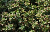 Crassula Rupestris Sukulent thumbnail 3