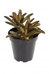 Kalanchoe tomentosa Cinnamon Sukulent - 1