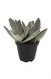 Kalanchoe tomentosa Panda Plant Sukulent - 1