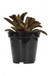 Kalanchoe tomentosa Cinnamon Sukulent - 2