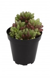 Sedum rubrotinctum Aurora Sukulent - 1