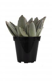 Kalanchoe tomentosa Panda Plant Sukulent - 2