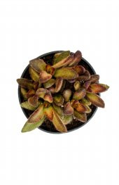 Kalanchoe tomentosa Cinnamon Sukulent - 3