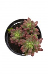 Sedum rubrotinctum Aurora Sukulent - 2