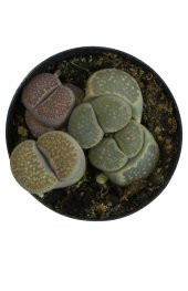 LITHOPS SPP thumbnail 3