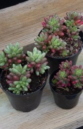 Sedum rubrotinctum Aurora Sukulent - 3