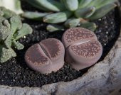 LITHOPS SPP thumbnail 4