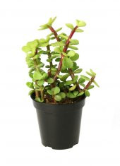 Portulacaria afra Elephant Bush Sukulent - 1