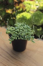 SENECIO STRING OF RAINDROPS SUKULENT - 3