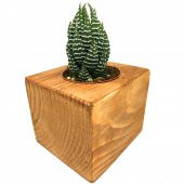 AHŞAP ESKİTME SAKSILI HAWORTHİA NADİR TÜR thumbnail 1