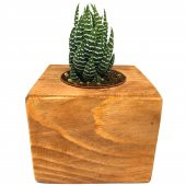 AHŞAP ESKİTME SAKSILI HAWORTHİA NADİR TÜR thumbnail 3